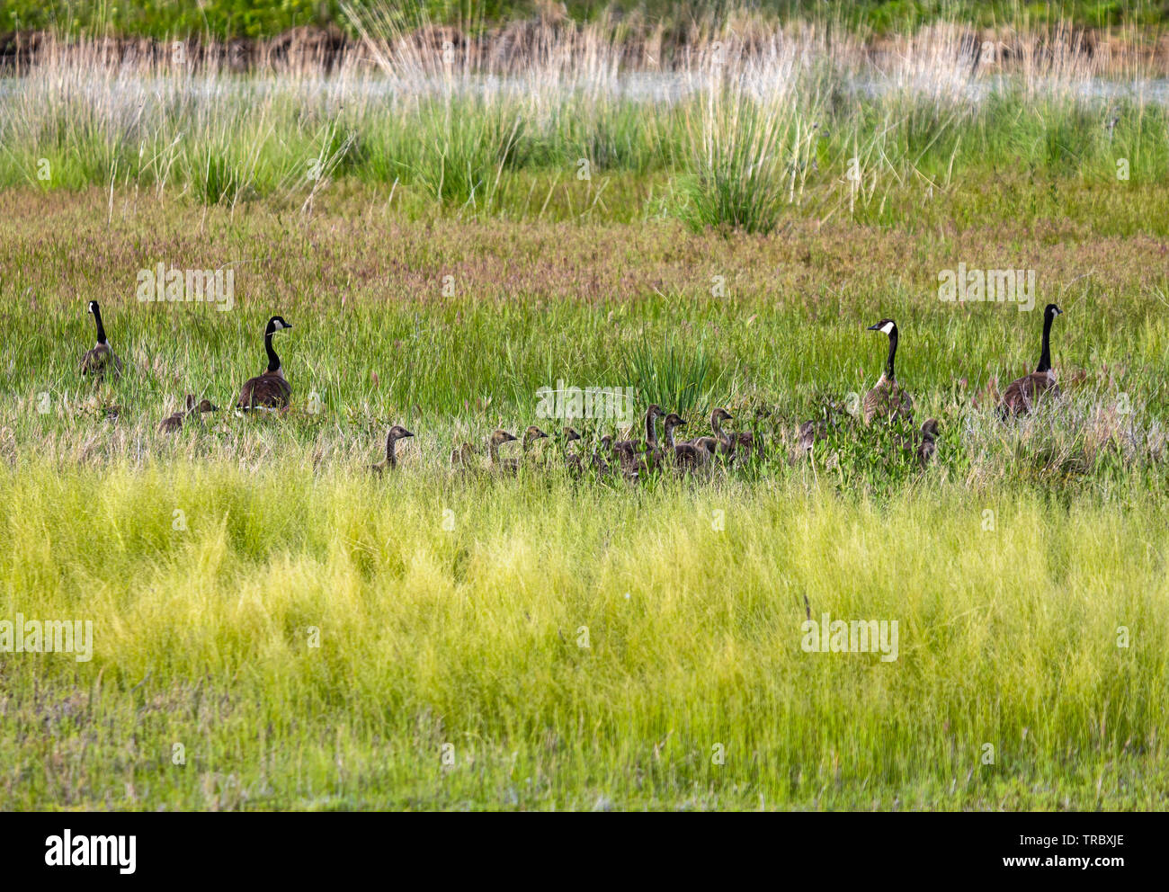 Dos conjuntos de los gansos de Canadá (Branta canadensis) los padres y un montón de goslings caminar a través de la hierba en el Refugio de Aves Migratorias de Bear River, Utah. Foto de stock