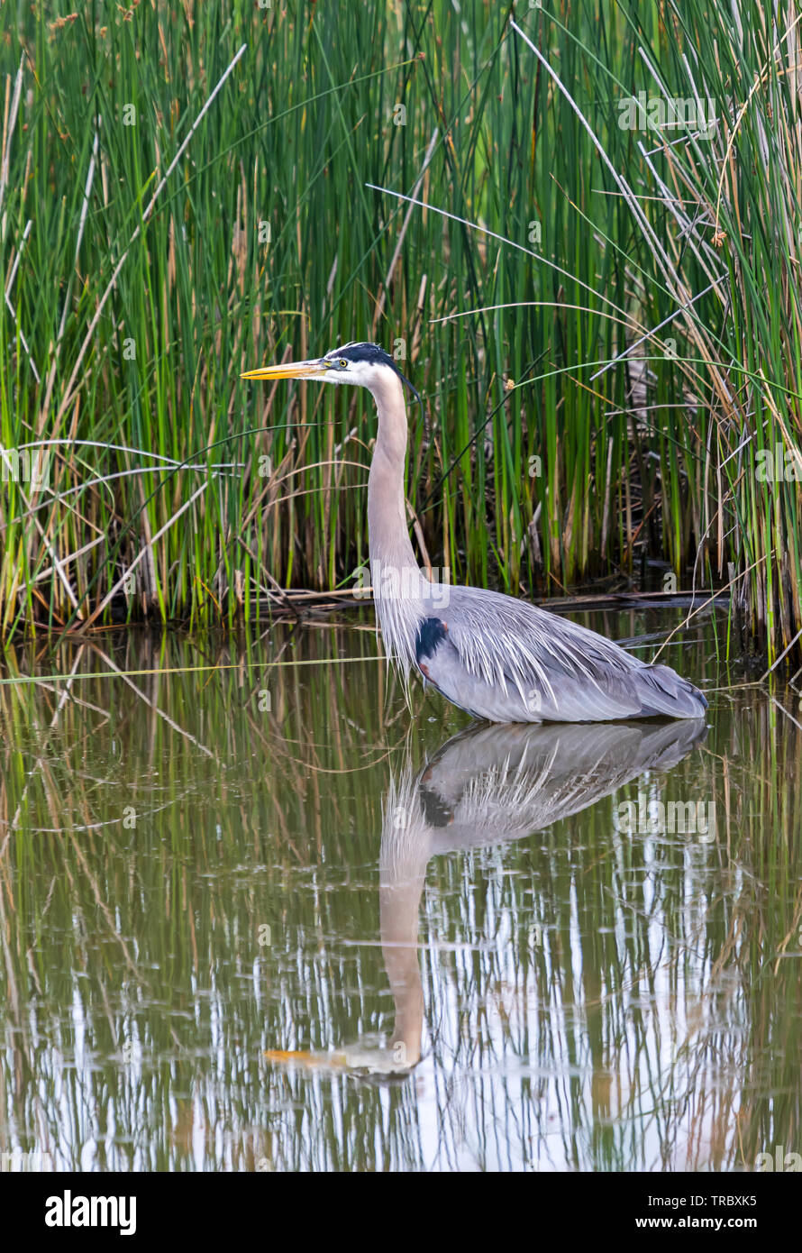 En esta foto una gran garza azul (Ardea herodias) vadeas en las aguas del río al oso Bear River refugio de aves migratorias en el norte de Utah. Foto de stock