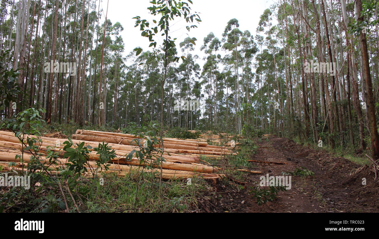Colheita de eucaliptus Foto de stock