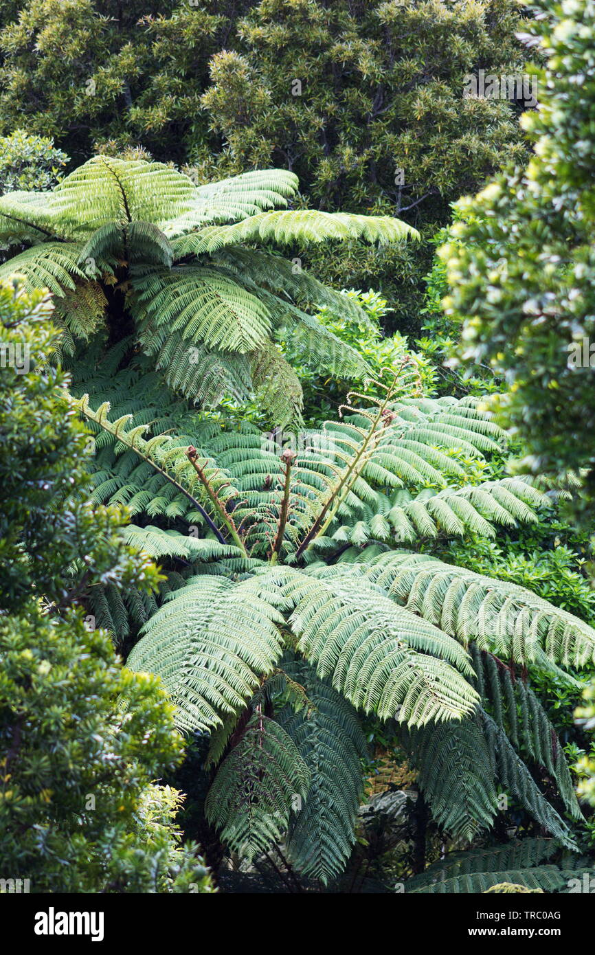 Nueva Zelandia Helecho en un exuberante y verde bosque. Foto de stock