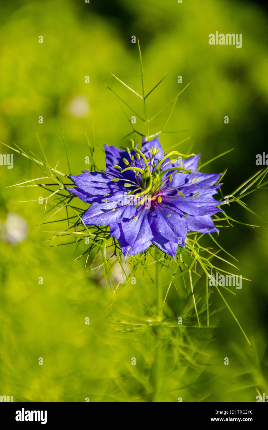 Cerca de ragged dama flores (Latín: Nigella Damascena, familia de Ranunculaceae). Damascenine es un alcaloide tóxico que se encuentra en las semillas de Foto de stock