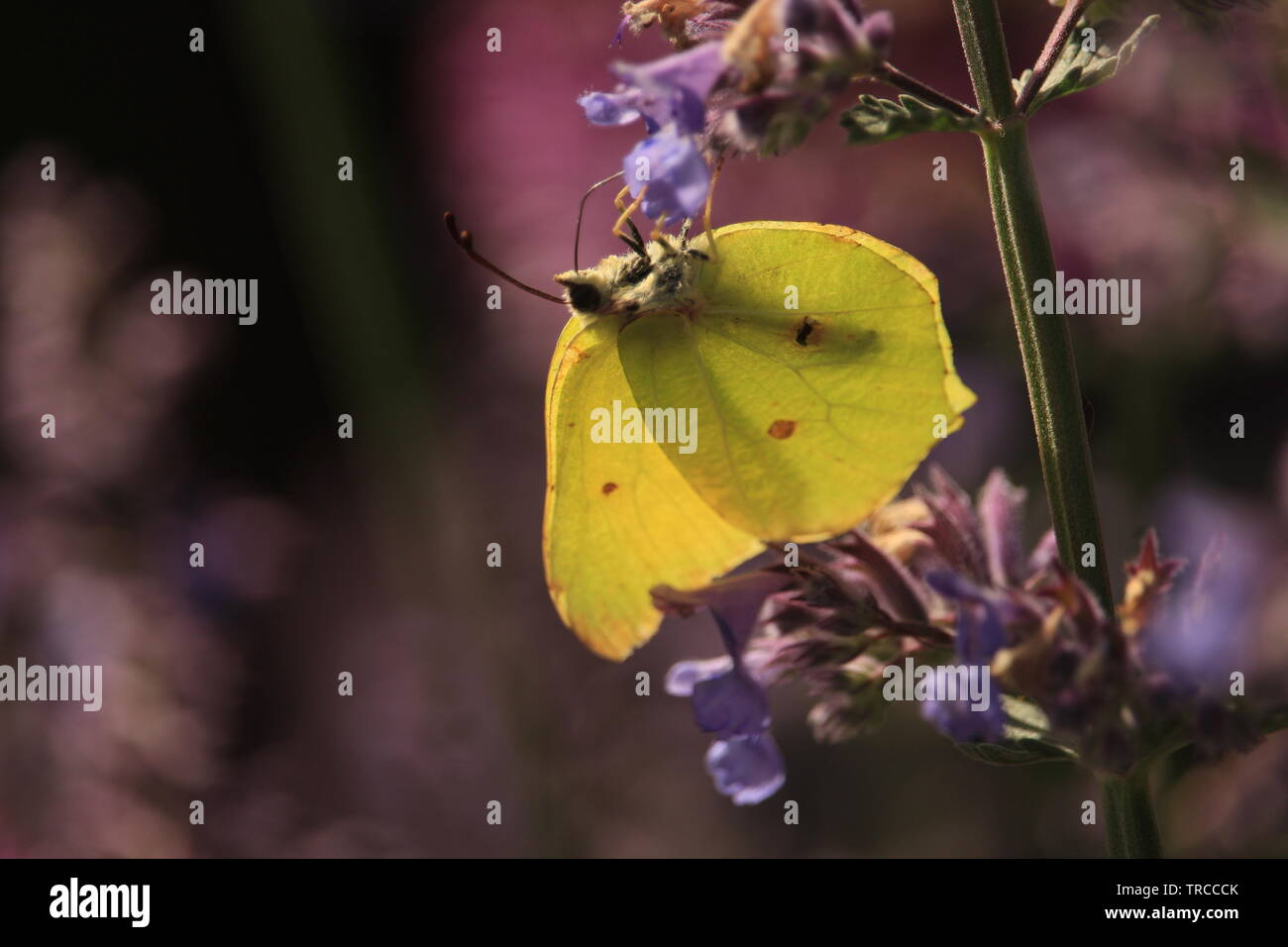 Brimstone Butterfly en azul-violeta en un jardín de flores silvestres en Essex, Inglaterra. El verano de 2019. Foto de stock