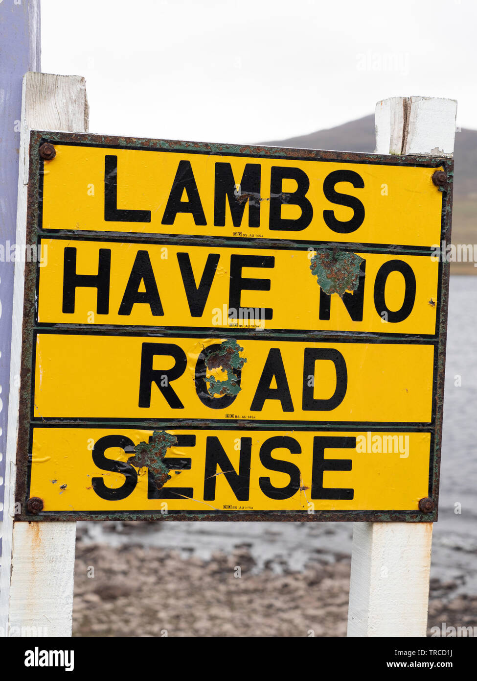 Los corderos no tienen ningún signo de advertencia de detección de carretera Foto de stock