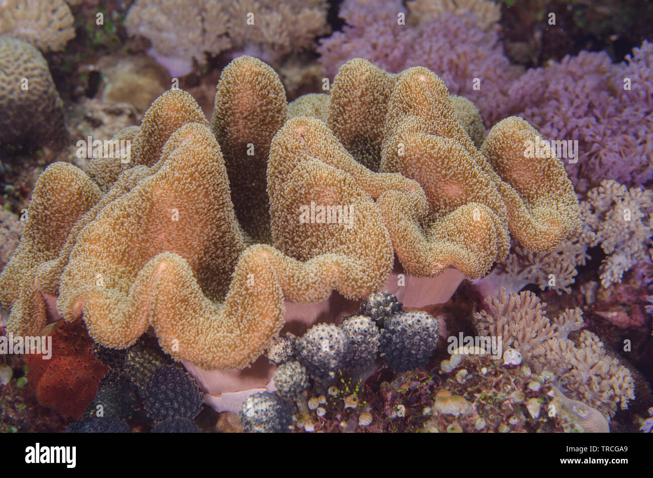 Cuero, coral coral, oreja de elefante, Alcyniidae tracheliophorum Sarcophyton, Anilao, Batangas, Filipinas, el Mar de Filipinas, el Océano Índico y el Océano Pacífico, Asia Foto de stock