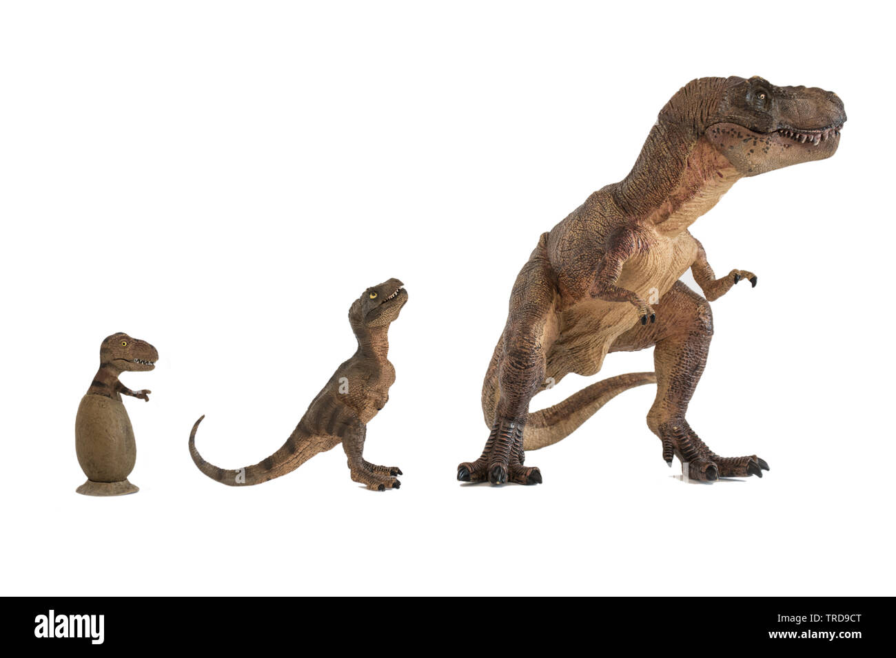 Tyrannosaurus rex con su bebé recién nacido y el tiranosaurio rex  tiranosaurio en huevo aislado sobre fondo blanco Fotografía de stock - Alamy