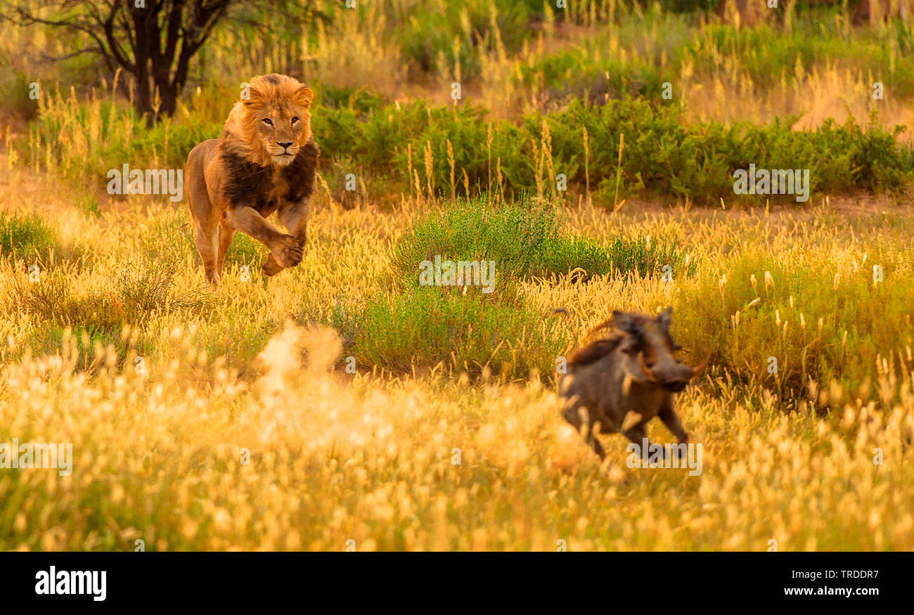 León (Panthera leo), león macho cazando un jabalí verrugoso, Sudáfrica,  Parque Nacional Transfronterizo Kgalagadi Fotografía de stock - Alamy
