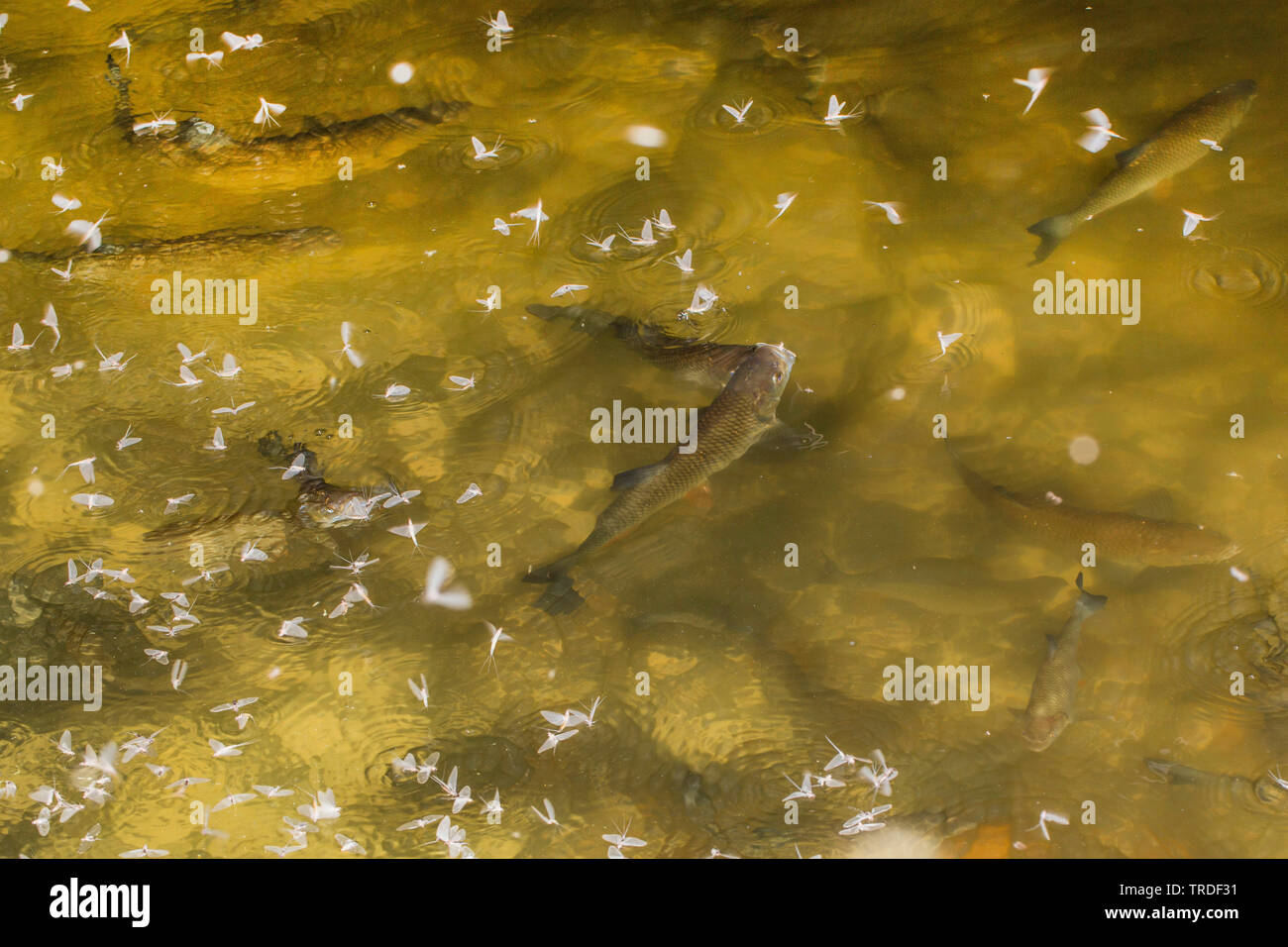 Virgen (mayfly Polymitarcis Ephoron virgo, Virgo), varios efímeras flotan en la superficie del agua son comidos por gordo , Alemania, Baviera Foto de stock