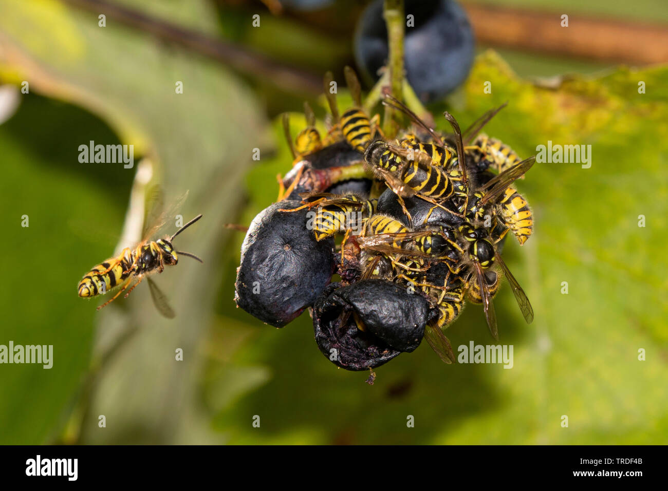 Avispa alemana (Vespula germanica, Vespa germanica, Paravespula germanica), Alemania, Baviera Foto de stock