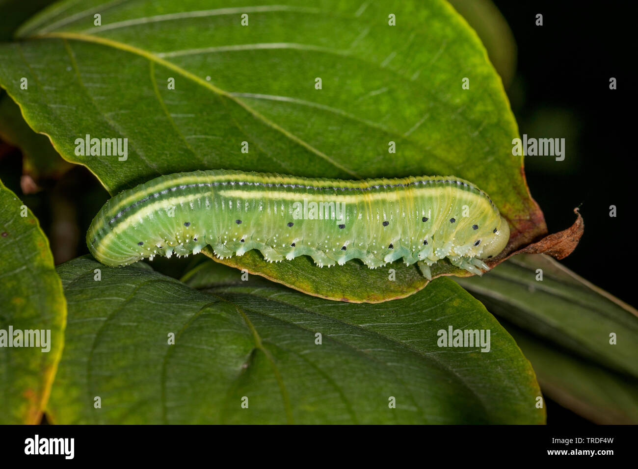 (Mosca), Caterpillar connatus Cimbex alimentándose de Cornus, Alemania, Baviera Foto de stock