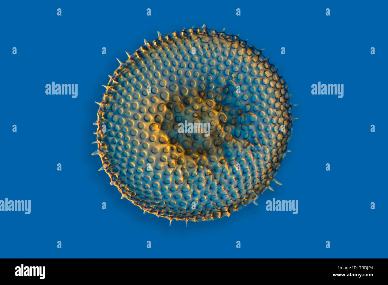 Radiolarios (radiolarios), fósil radiolarian ob Barbados isla con Rheinberg iluminación Foto de stock