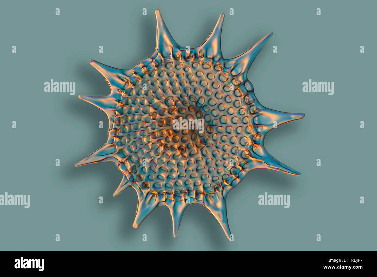 Radiolarios (radiolarios), fósil radiolarian ob Barbados isla con Rheinberg iluminación Foto de stock