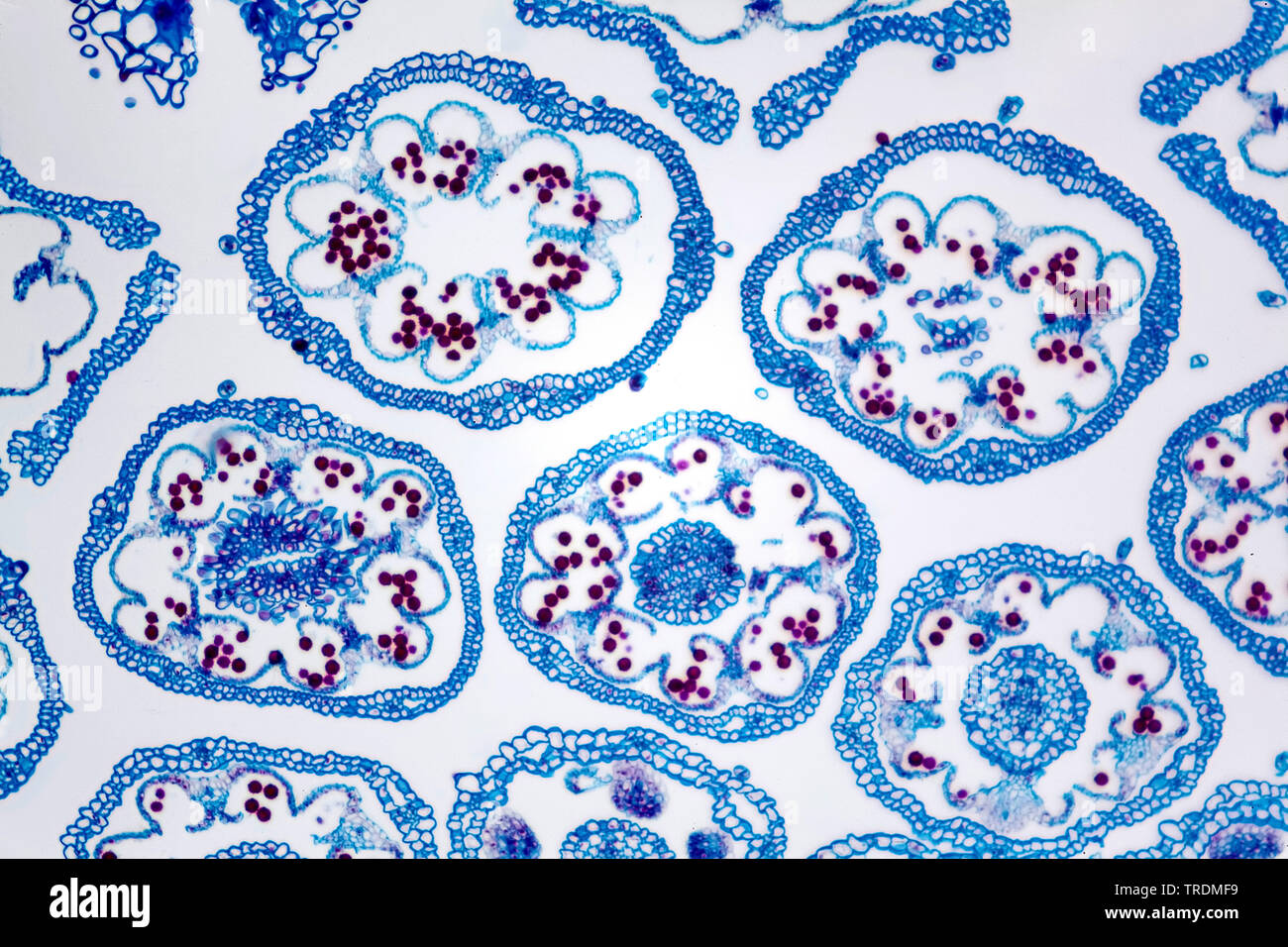 Daisy común, césped, Margarita (Bellis perennis margarita en inglés