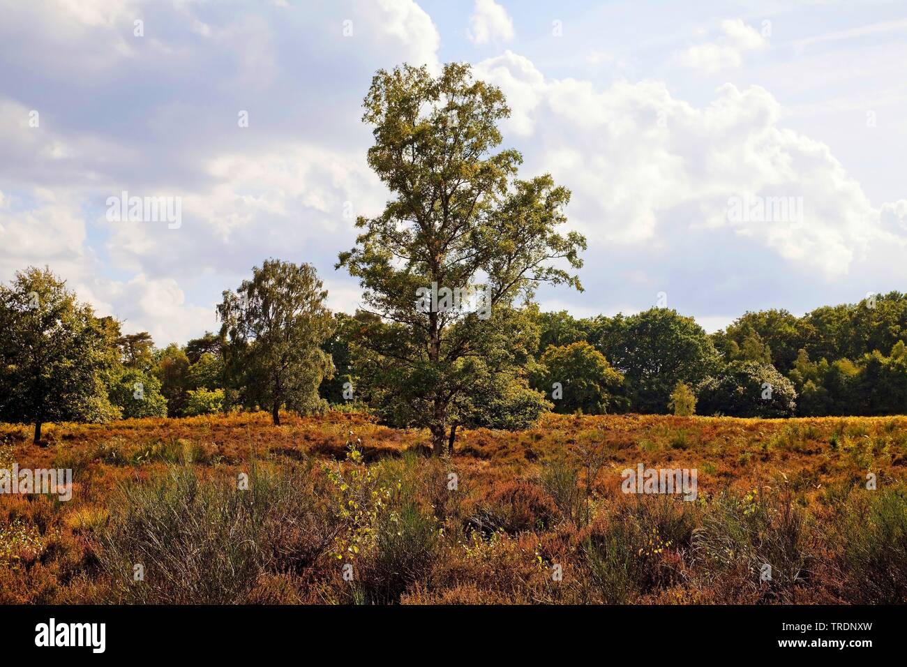El abedul común, Abedul Plateado, blanco europeo, blanco abedul (Betula