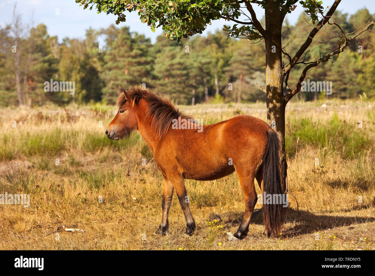Islandic caballo, caballo islandés, Islandia pony (Equus caballus przewalskii. f), joven animal, reserva natural de Wahner Heath, en Alemania, en Renania del Norte-Westfalia, Bergisches Land Foto de stock