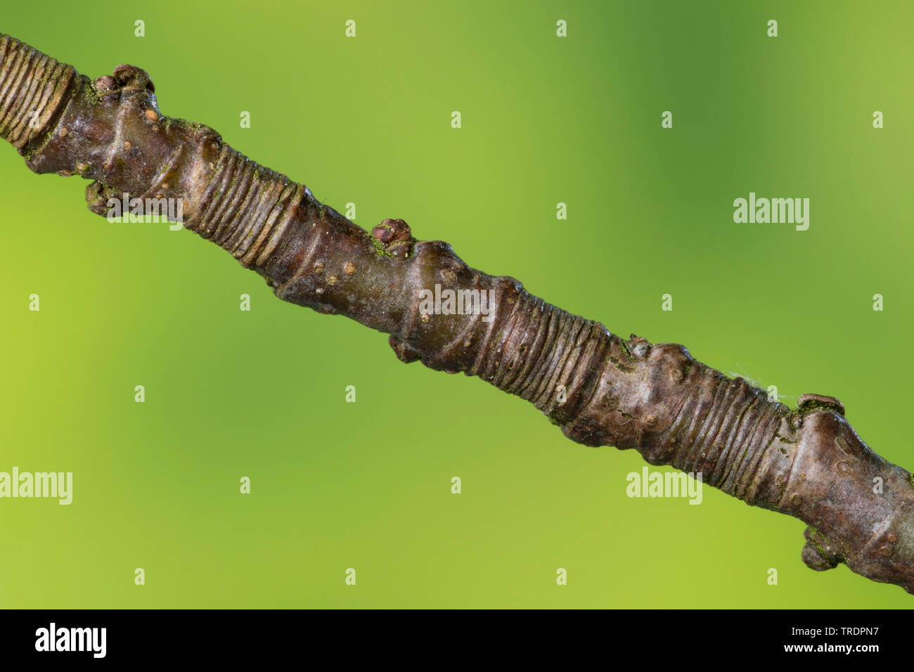 Comunes De haya (Fagus sylvatica), la determinación de la edad de una rama con anillos, Alemania Foto de stock