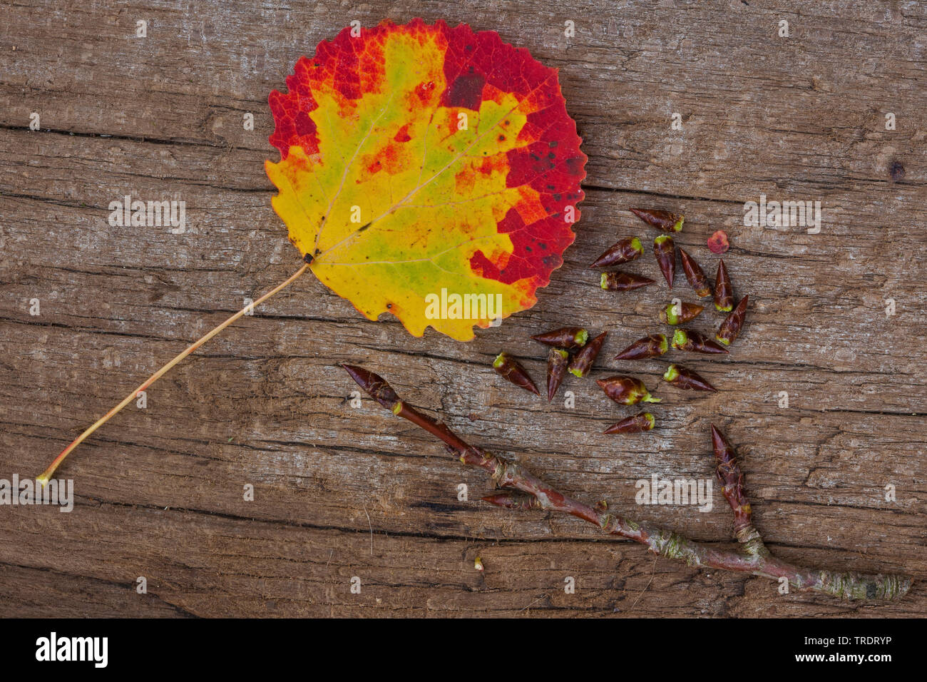 Unión álamos (Populus tremula), recogieron las yemas con hoja de otoño y la ramita, Alemania Foto de stock