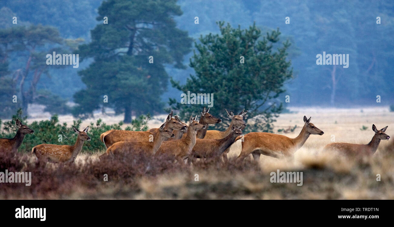 Ciervo rojo (Cervus elaphus), grupo de ciervas corriendo por el Heath, Países Bajos Foto de stock