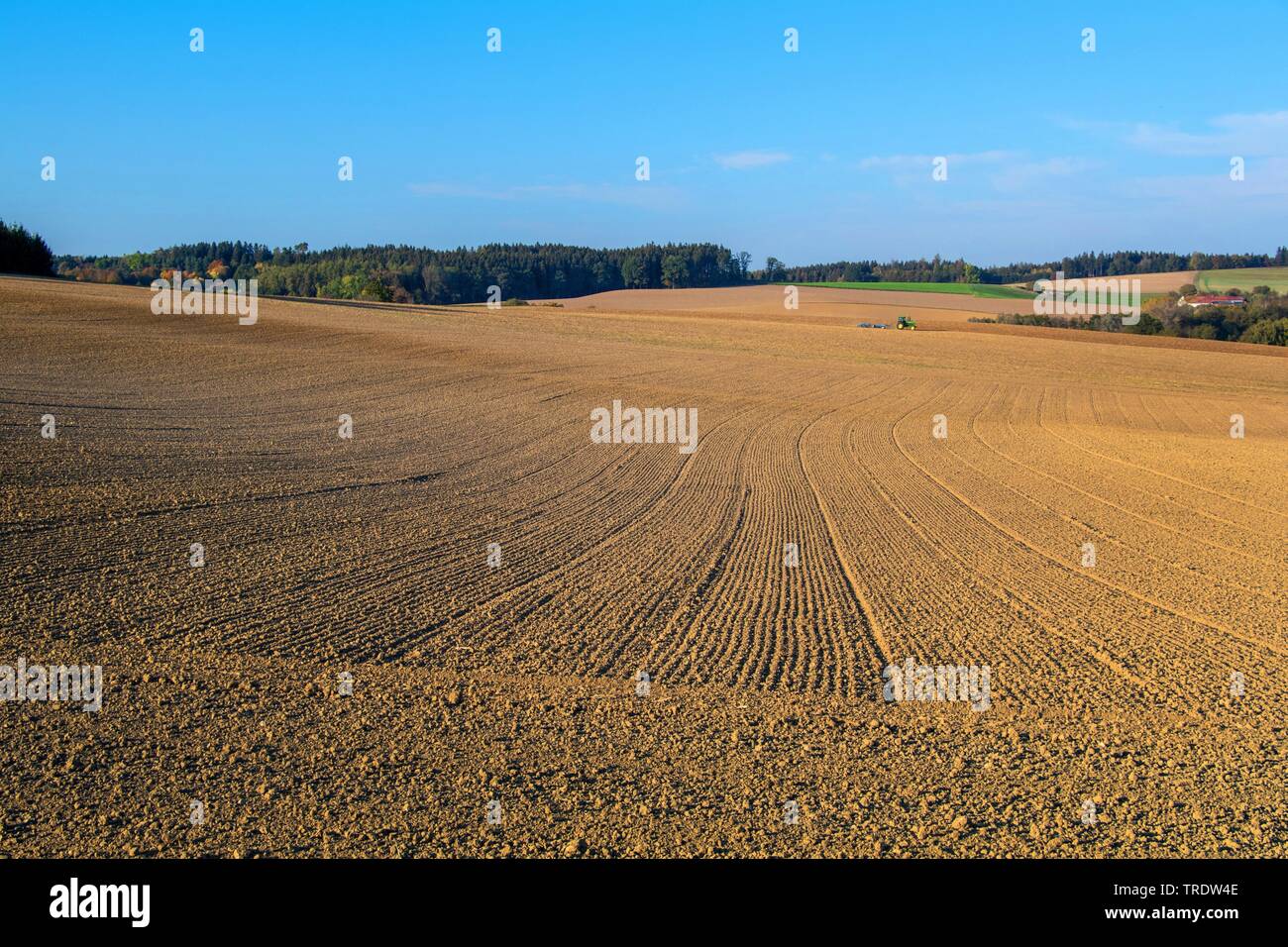 Los surcos del campo, el paisaje desolado, utilizado intensivamente, pérdida de especies, Alemania, Baviera Foto de stock
