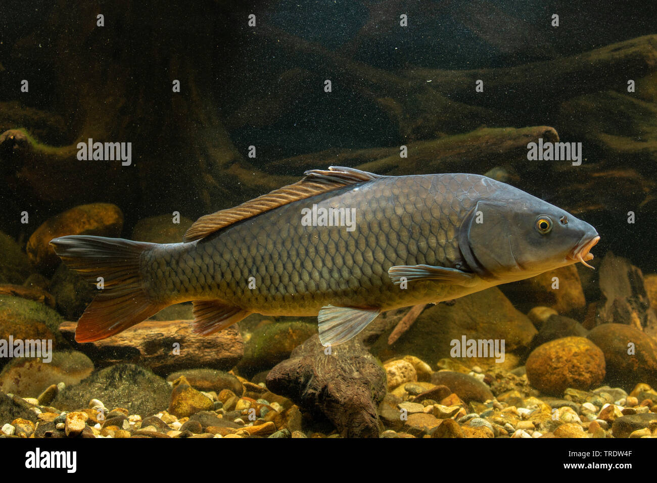 La carpa, la carpa común, Unión carpas (Cyprinus carpio), retrato, Alemania Foto de stock