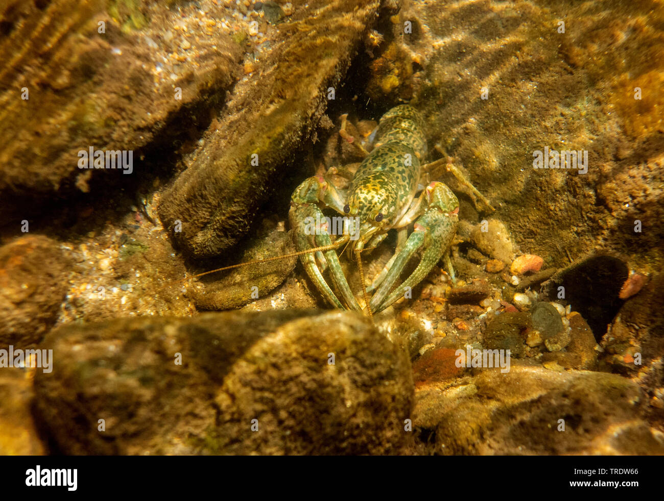 Cangrejo de río (Procambarus mármol fallax), en el biotopo, vista frontal, Carolina del Sur, EE.UU. Foto de stock
