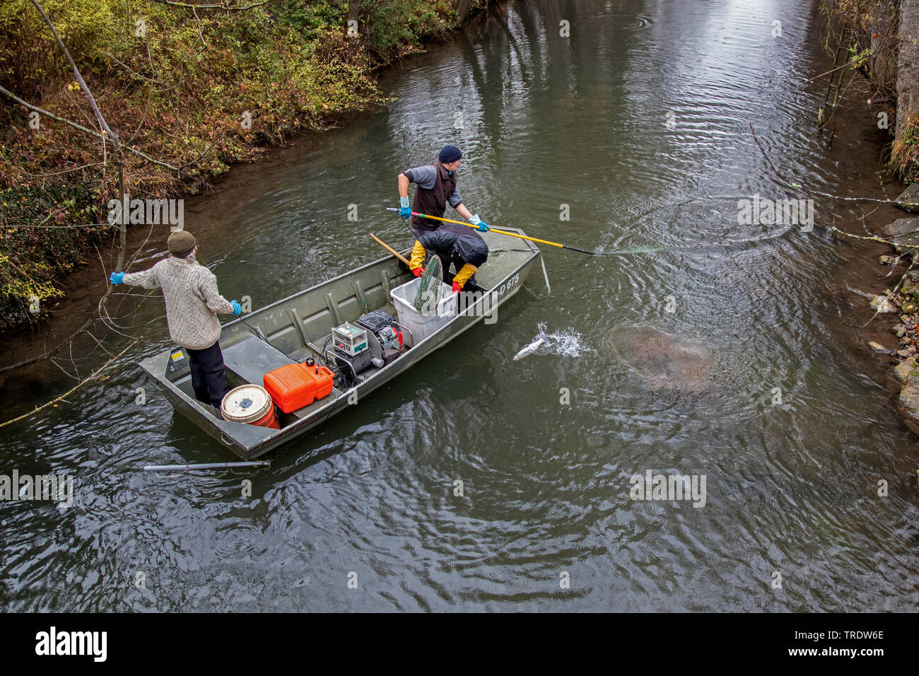 La trucha marrón, la trucha de arroyo, la trucha de río (Salmo trutta fario), la electro-pesca de producción de stock de peces autóctonos, Alemania, Baviera Foto de stock