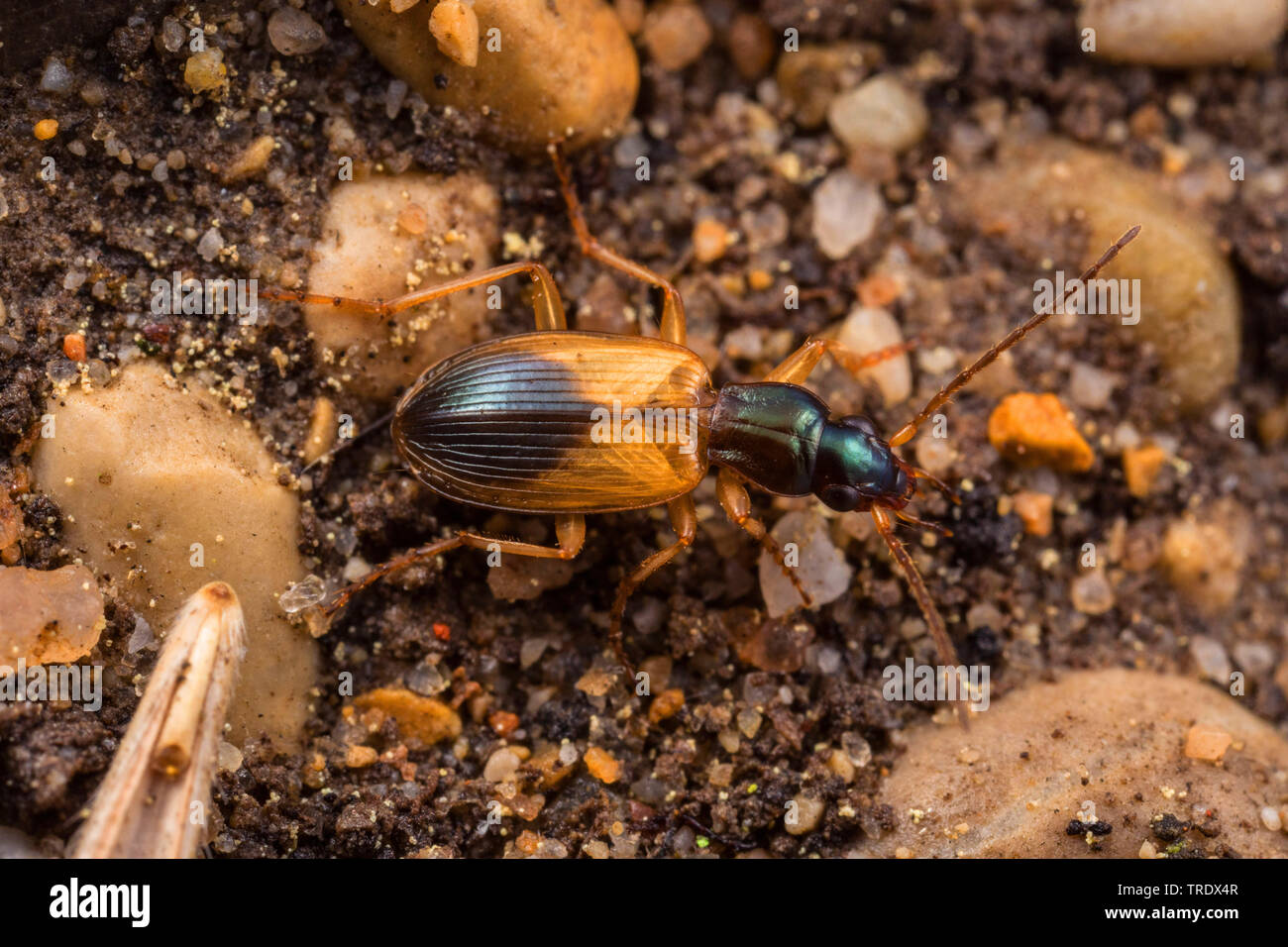 Escarabajo de tierra (Anchomenus Platynus dorsalis dorsalis), sobre el terreno, Alemania Foto de stock