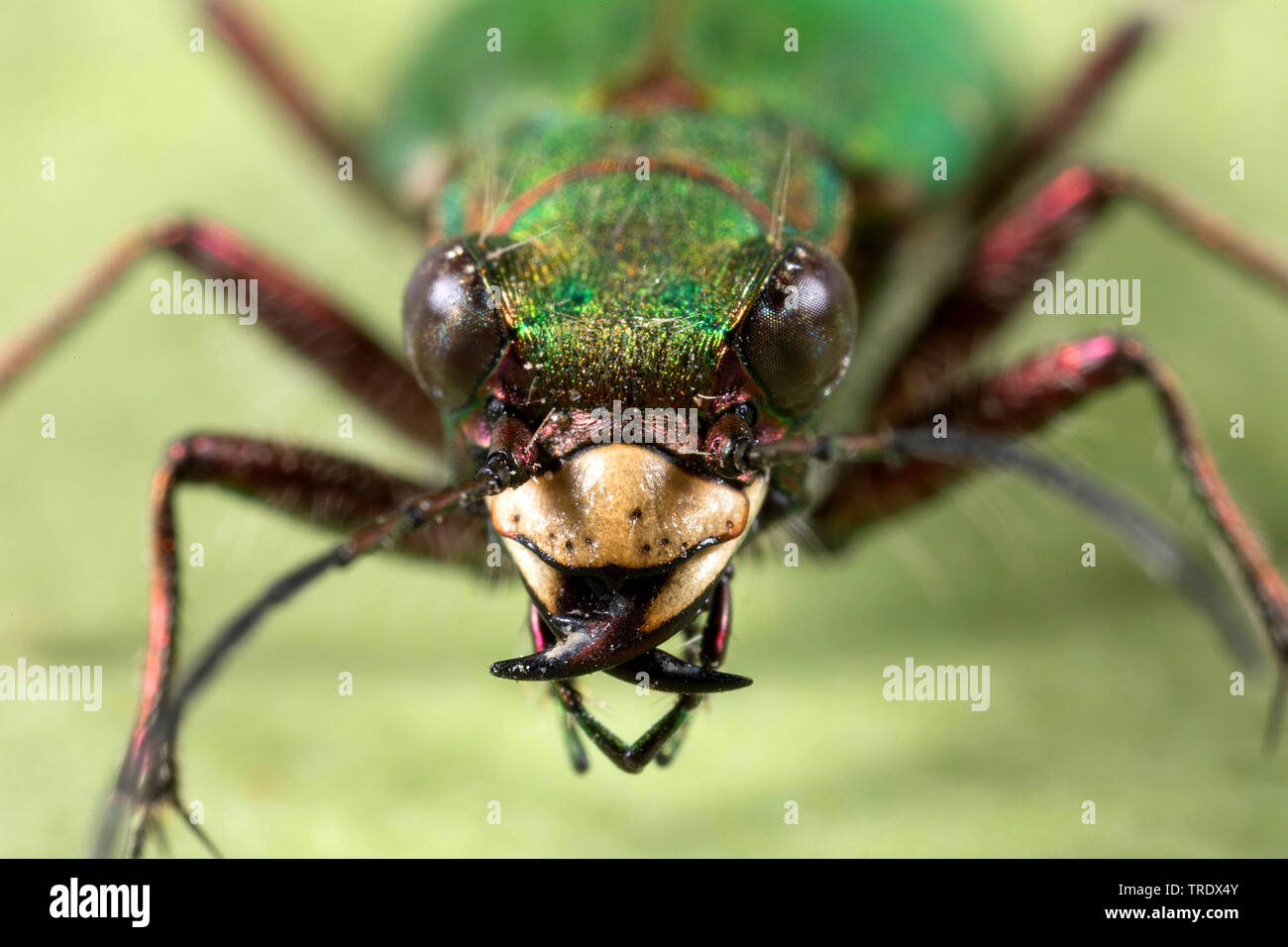 Verde Escarabajo Tigre Cicindela Campestris Retrato Alemania Fotografia De Stock Alamy