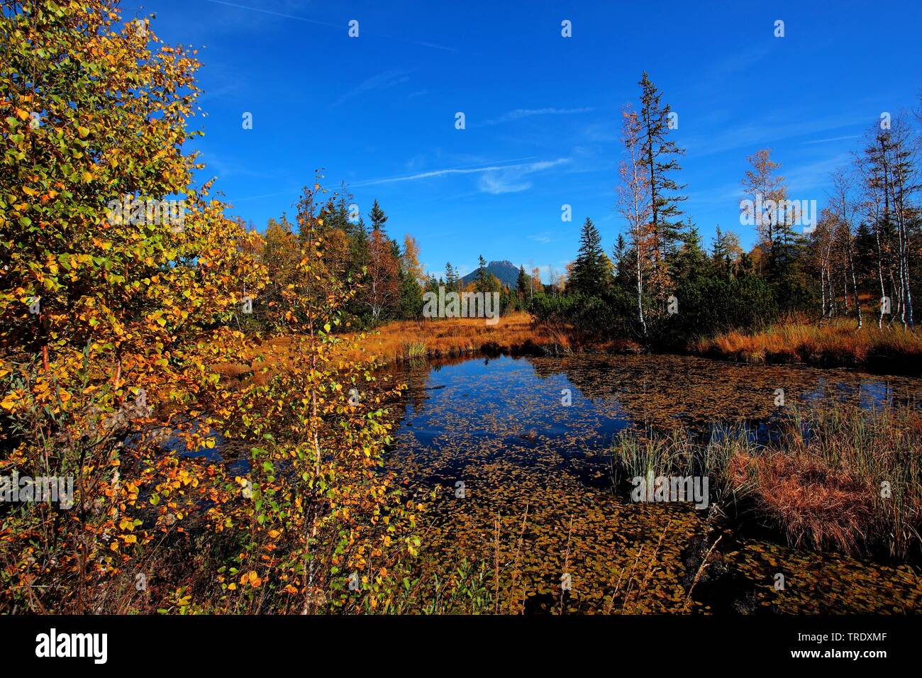 Upland moor Kematsriedmoos en otoño, Alemania, Baviera, Allgaeu Foto de stock