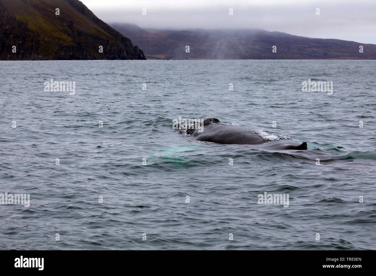 La ballena jorobada (Megaptera novaeangliae), nadar en la superficie del agua, Islandia Foto de stock