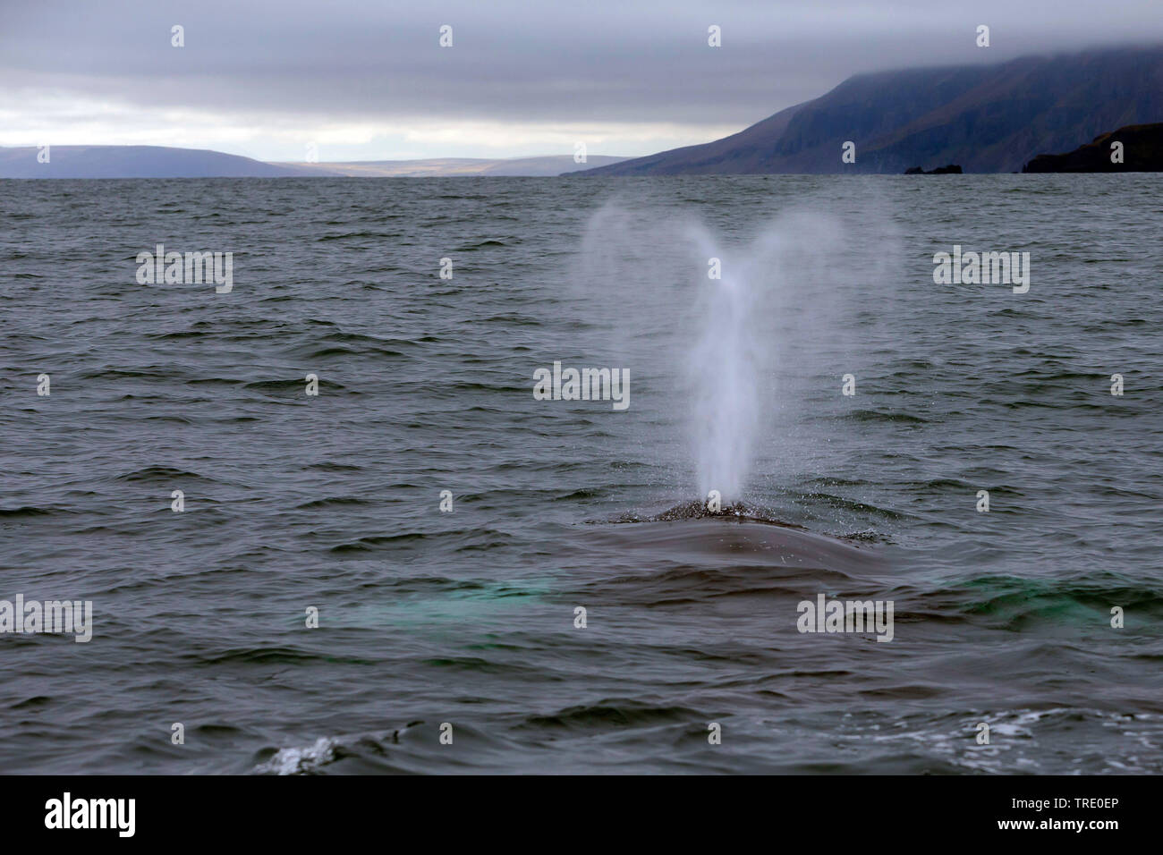 La ballena jorobada (Megaptera novaeangliae), soplado, Islandia Foto de stock