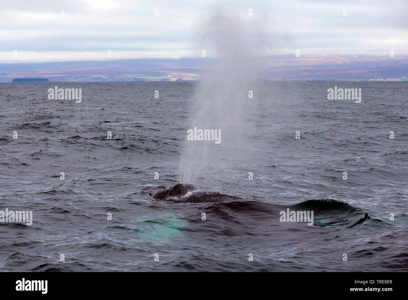 La ballena jorobada (Megaptera novaeangliae), soplado, Islandia Foto de stock