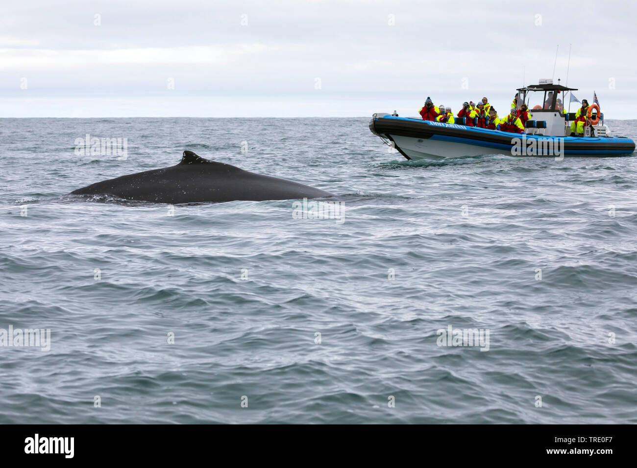 La ballena jorobada (Megaptera novaeangliae), turistas en un bote de goma observando una ballena, Islandia Foto de stock