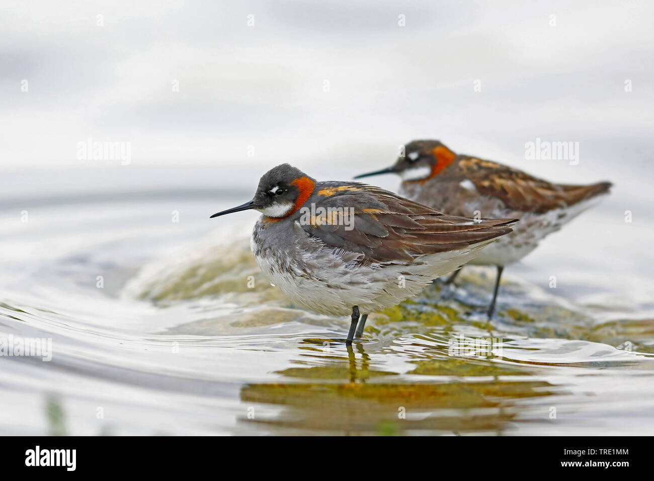 Rojo-necked phalarope (Phalaropus lobatus), dos hombres en una piedra en el agua, Noruega, la Península de Varanger Foto de stock