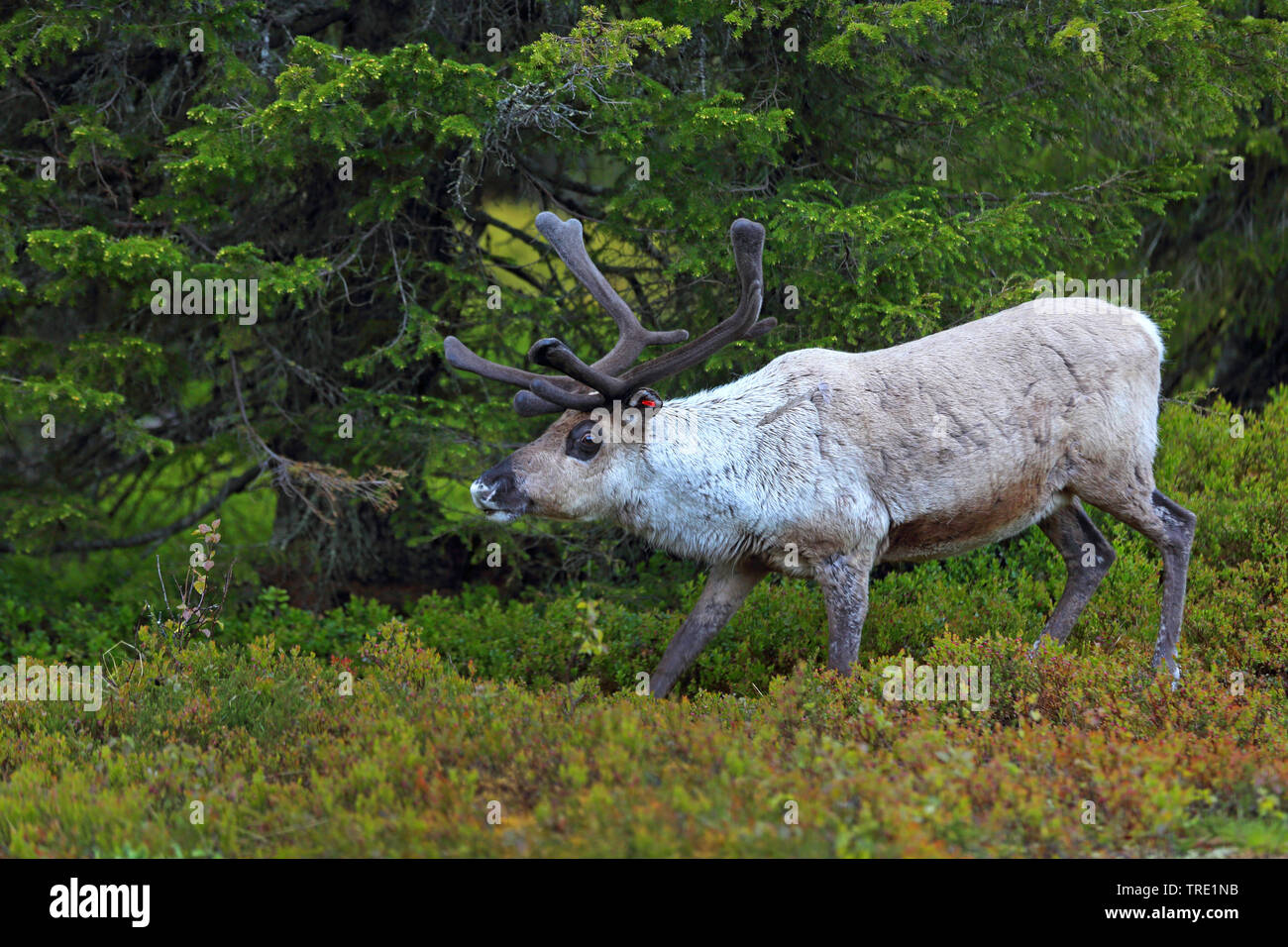 Los renos, el caribú (Rangifer tarandus), renos bull caminando por el bosque de coníferas, vista lateral, Finlandia, Pallas Yllaestunturi Parque Nacional Foto de stock