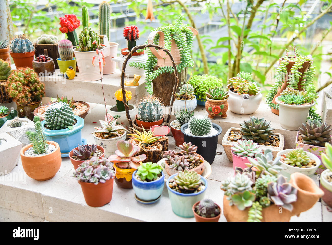 Decorar en el jardín de cactus y plantas suculentas en miniatura hermosos  cactus en maceta Mezcla de conjunto de colección en casa Fotografía de  stock - Alamy