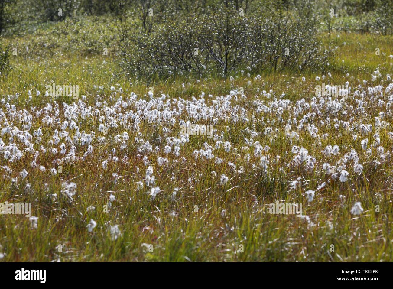 Flores blancas en una planta de hierba fotografías e imágenes de alta  resolución - Alamy