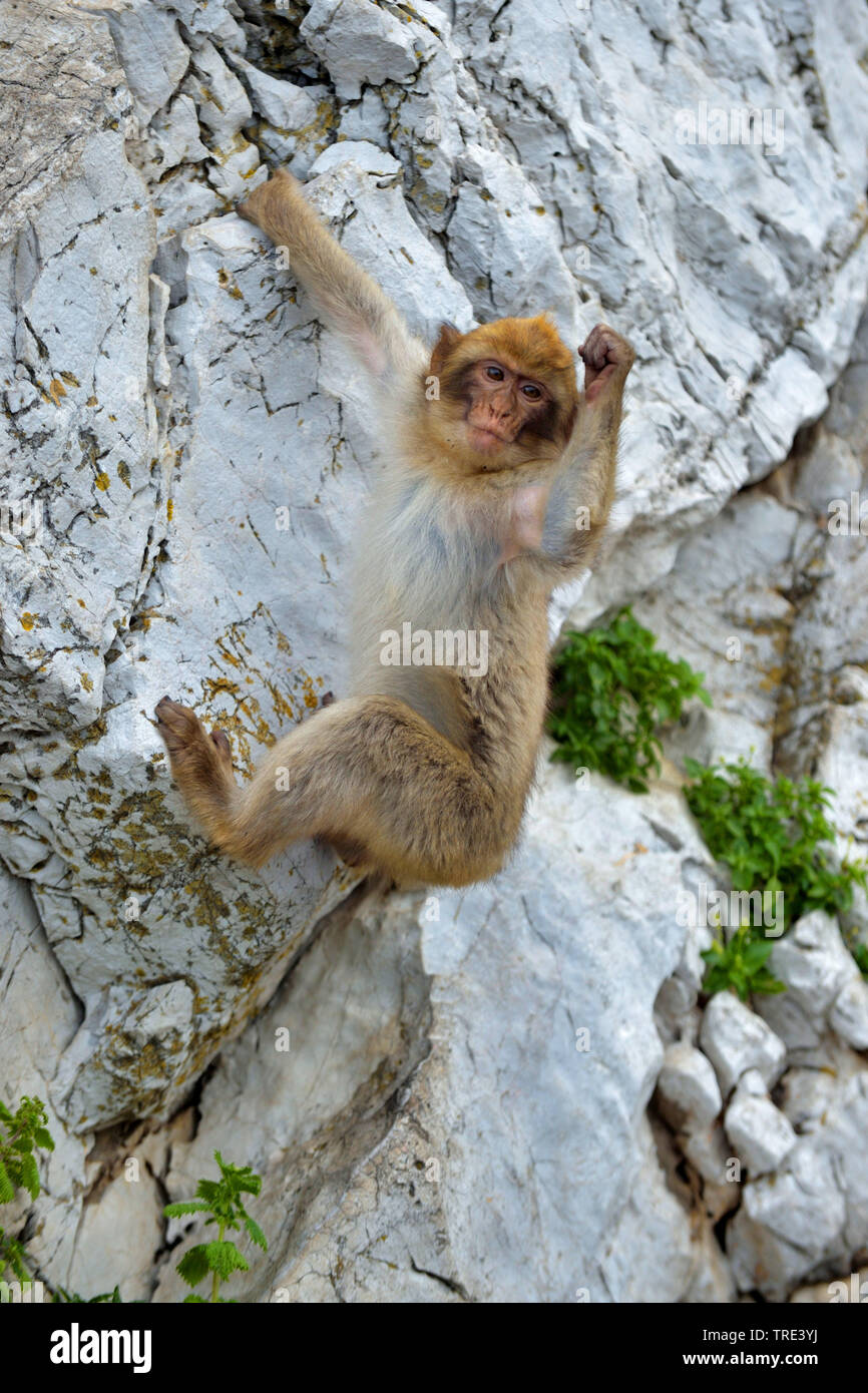 Simios barbary, Macaco de Berbería (Macaca sylvanus), escalada en roca, Reino Unido, Inglaterra, Gibraltar Foto de stock