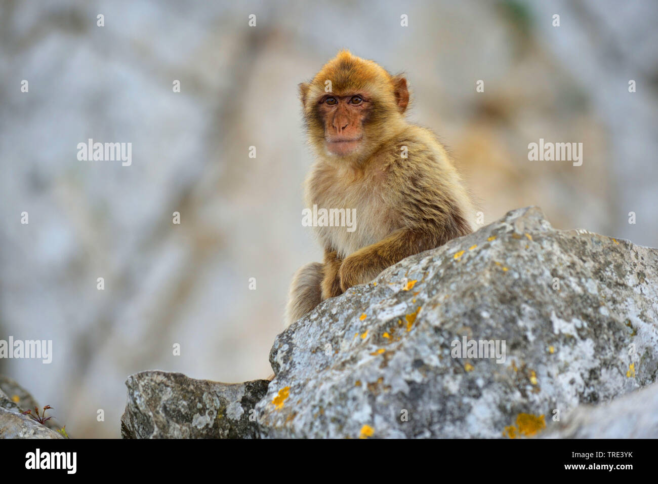 Simios barbary, Macaco de Berbería (Macaca sylvanus), sentado sobre una roca, de media longitud vertical, Reino Unido, Inglaterra, Gibraltar Foto de stock
