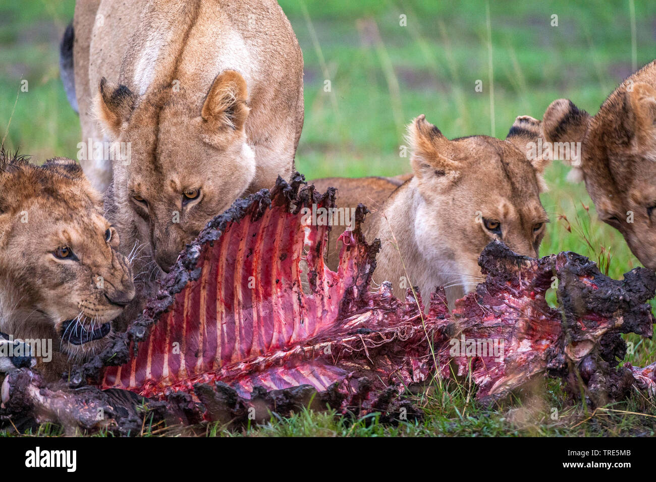 León (Panthera leo), leones comiendo, Kenia, Masai Mara National Park  Fotografía de stock - Alamy