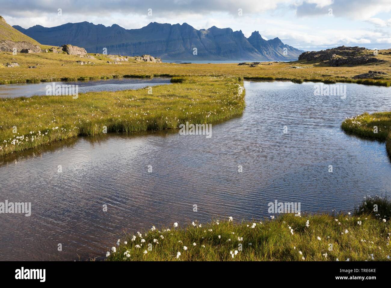 Ver a través de la tundra y los estanques con pasto de algodón cerca de Breidalsvik, en el fondo las montañas de la península Kambanes, Islandia Foto de stock