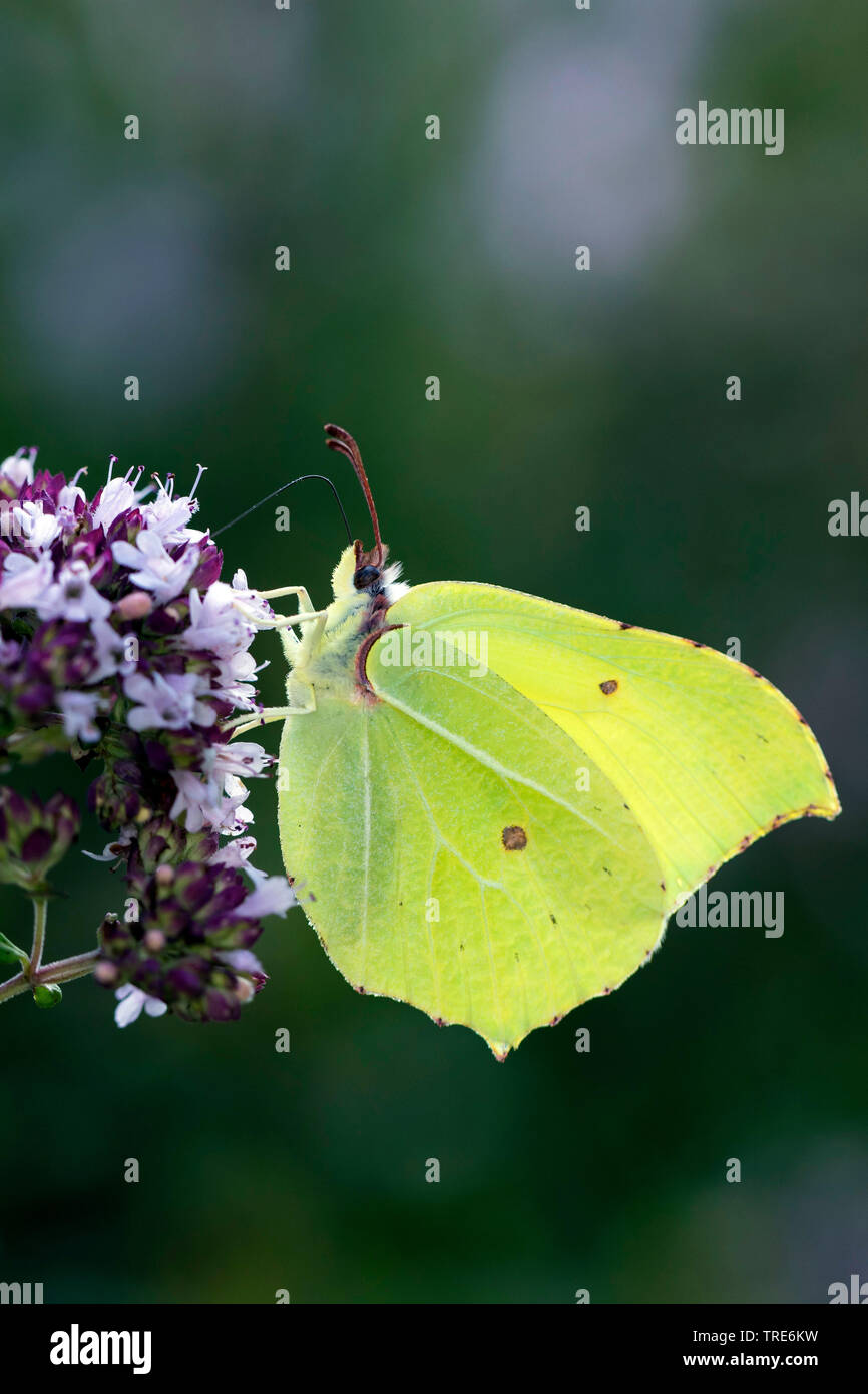 Brimstone (Gonepteryx rhamni), chupa el néctar de una flor, Alemania Foto de stock