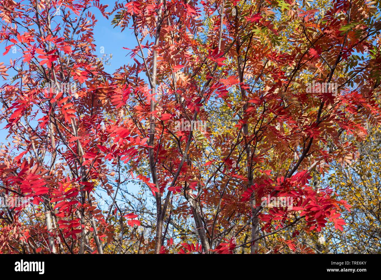Unión de mountain ash, Rowan tree (Sorbus aucuparia), con colores otoñales, Islandia Foto de stock