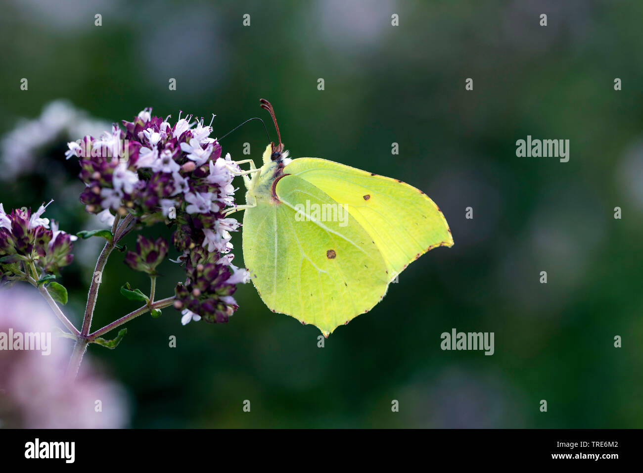 Brimstone (Gonepteryx rhamni), chupa el néctar de una flor, Alemania Foto de stock