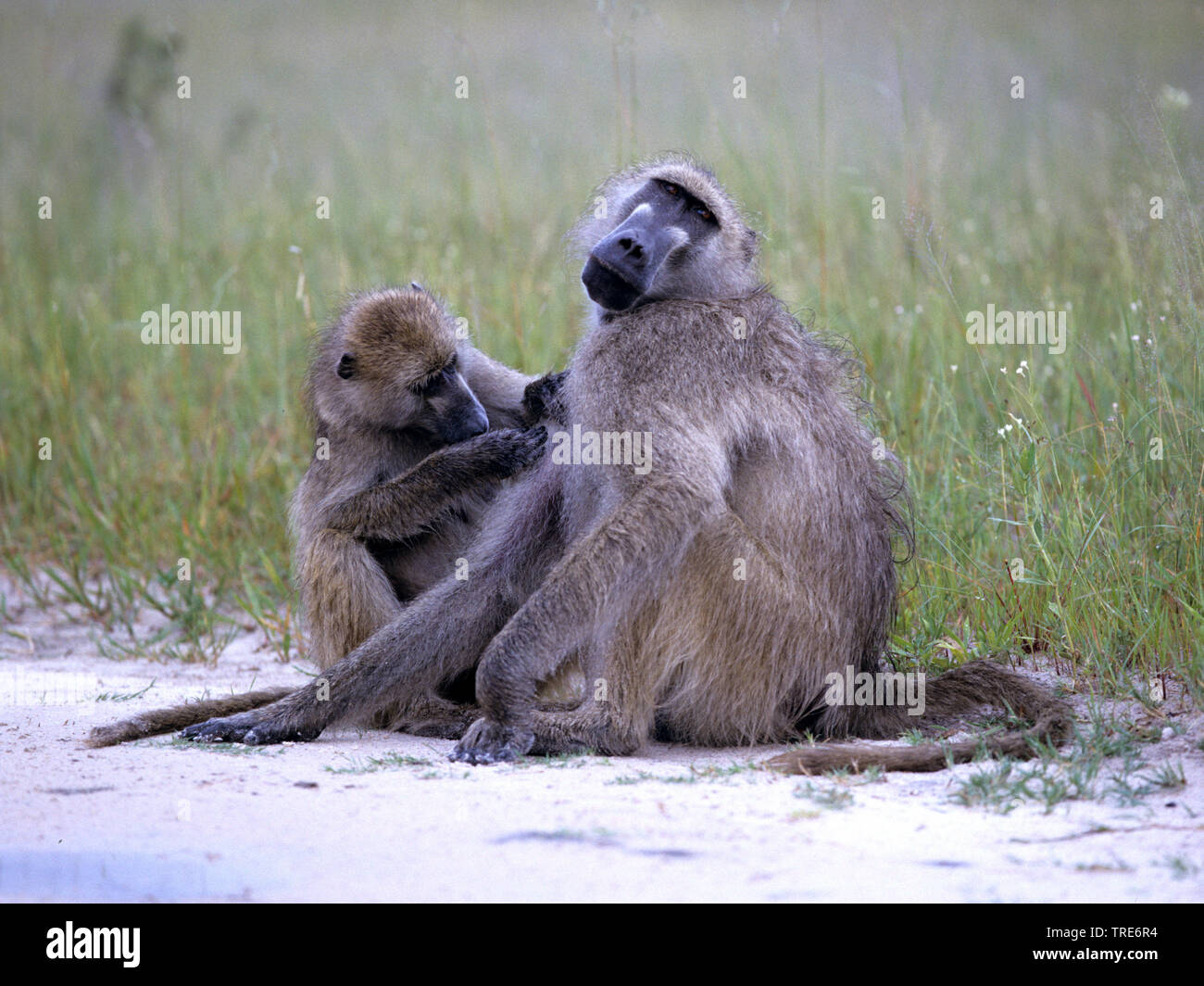 Babuinos de Guinea, al oeste de babuinos (Papio papio), hembra grooming otra hembra Foto de stock