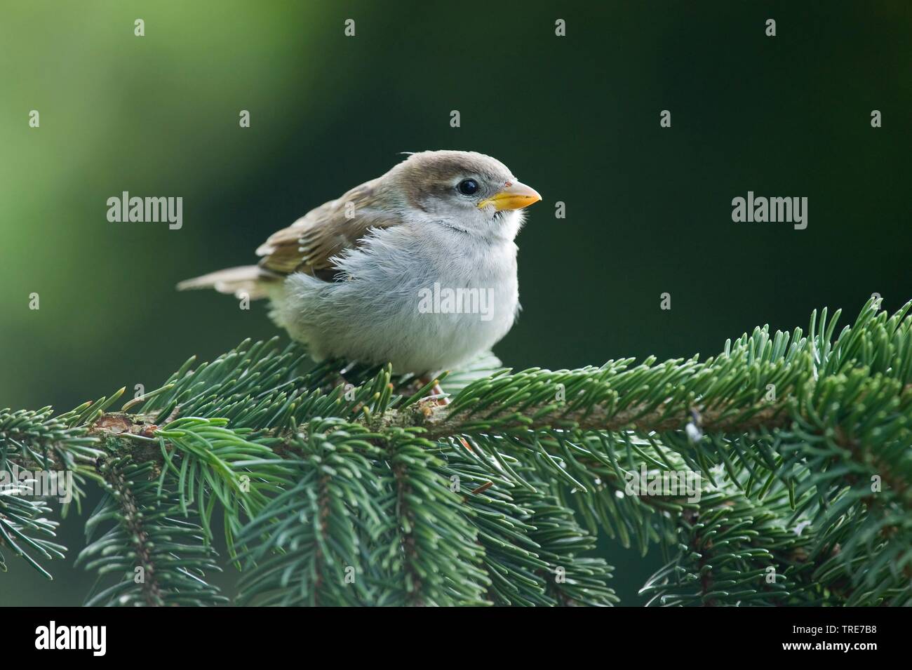 Gorrión (Passer domesticus), se sienta en un abeto, Alemania Foto de stock