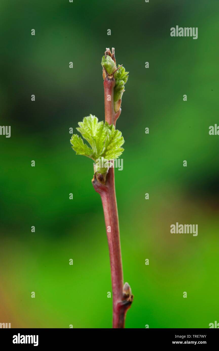 Unión rojo frambuesa (Rubus idaeus), rama con hojas de disparo, Alemania Foto de stock