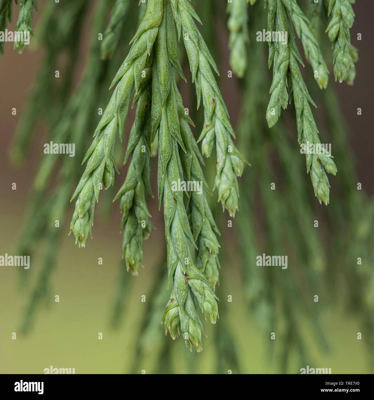 La secuoya gigante, La secuoya gigante (Sequoiadendron giganteum), twig Foto de stock