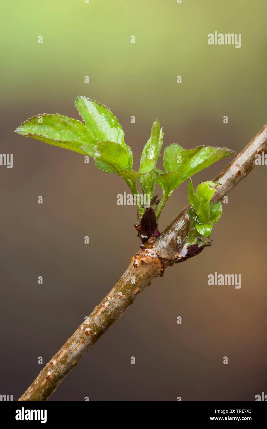 Elder, negro europeo Elderberry, Común saúco (Sambucus nigra), hojas de disparo, Alemania Foto de stock