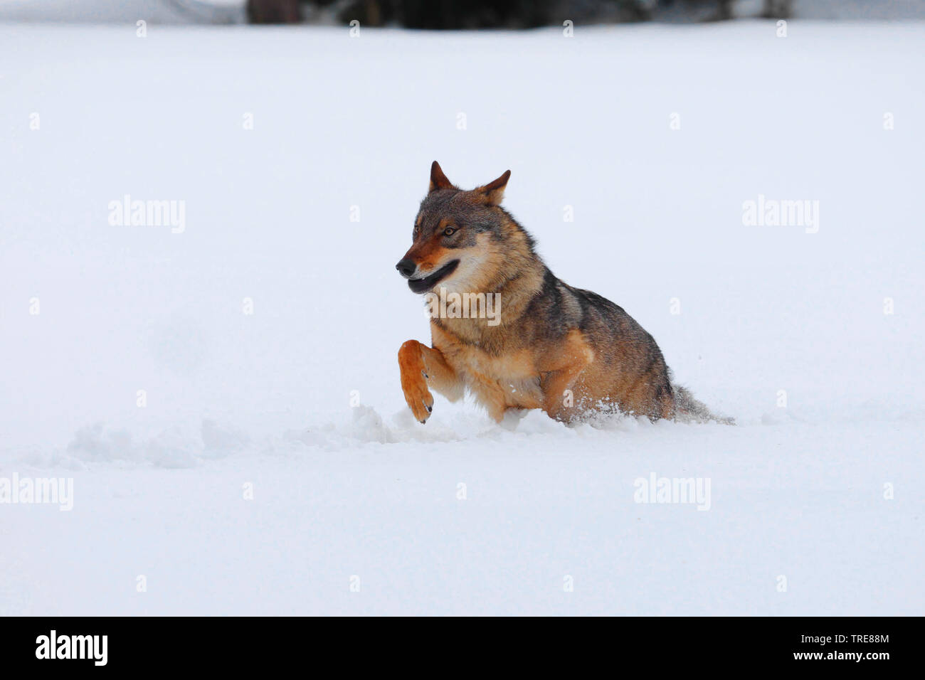 Unión lobo gris (Canis lupus lupus), saltos a través de nieve profunda, República Checa, Parque Nacional de Sumava Foto de stock