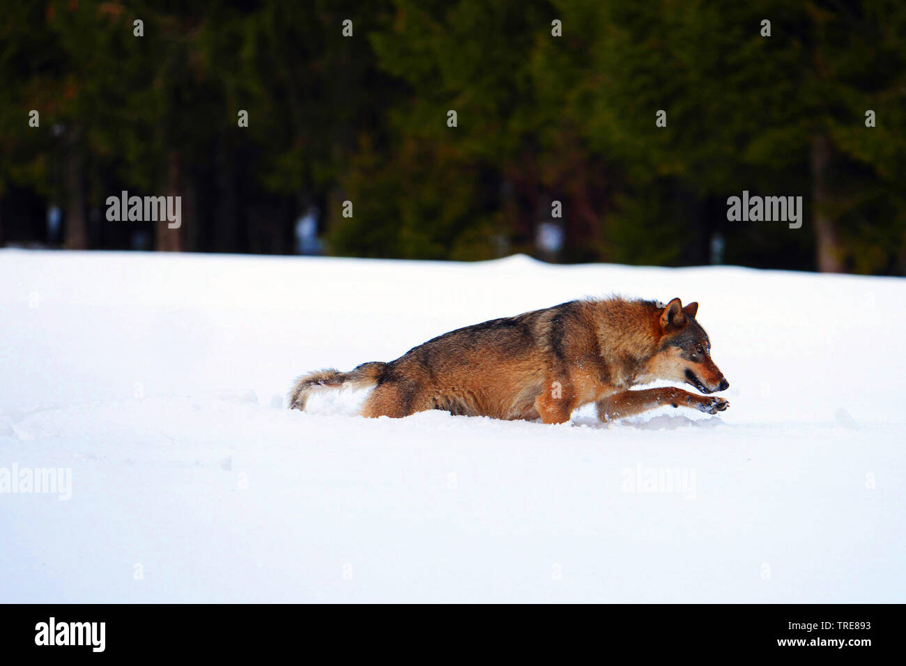 Unión lobo gris (Canis lupus lupus), saltos a través de nieve profunda, República Checa, Parque Nacional de Sumava Foto de stock